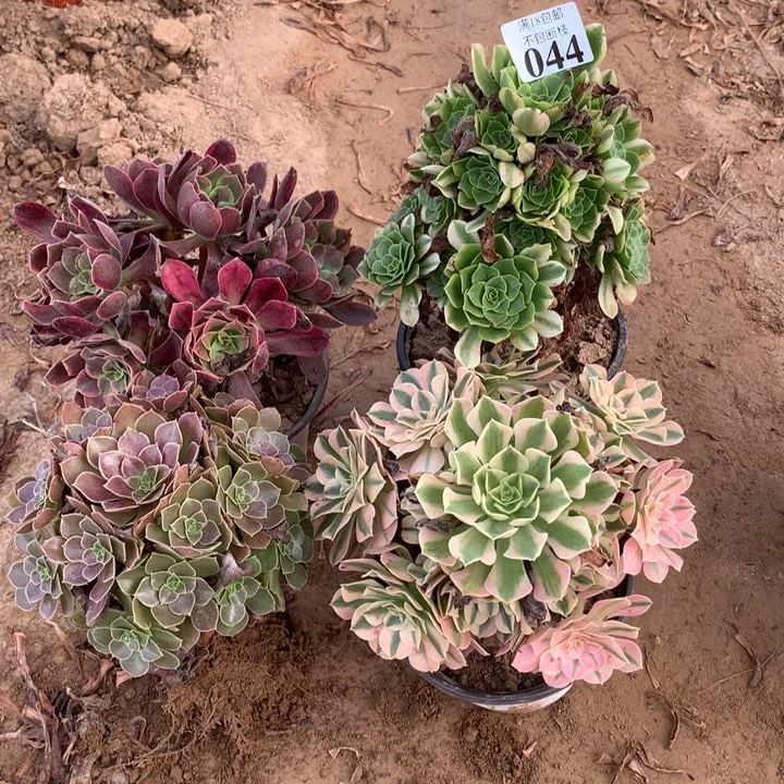 彼**花044不同品种4颗4号
