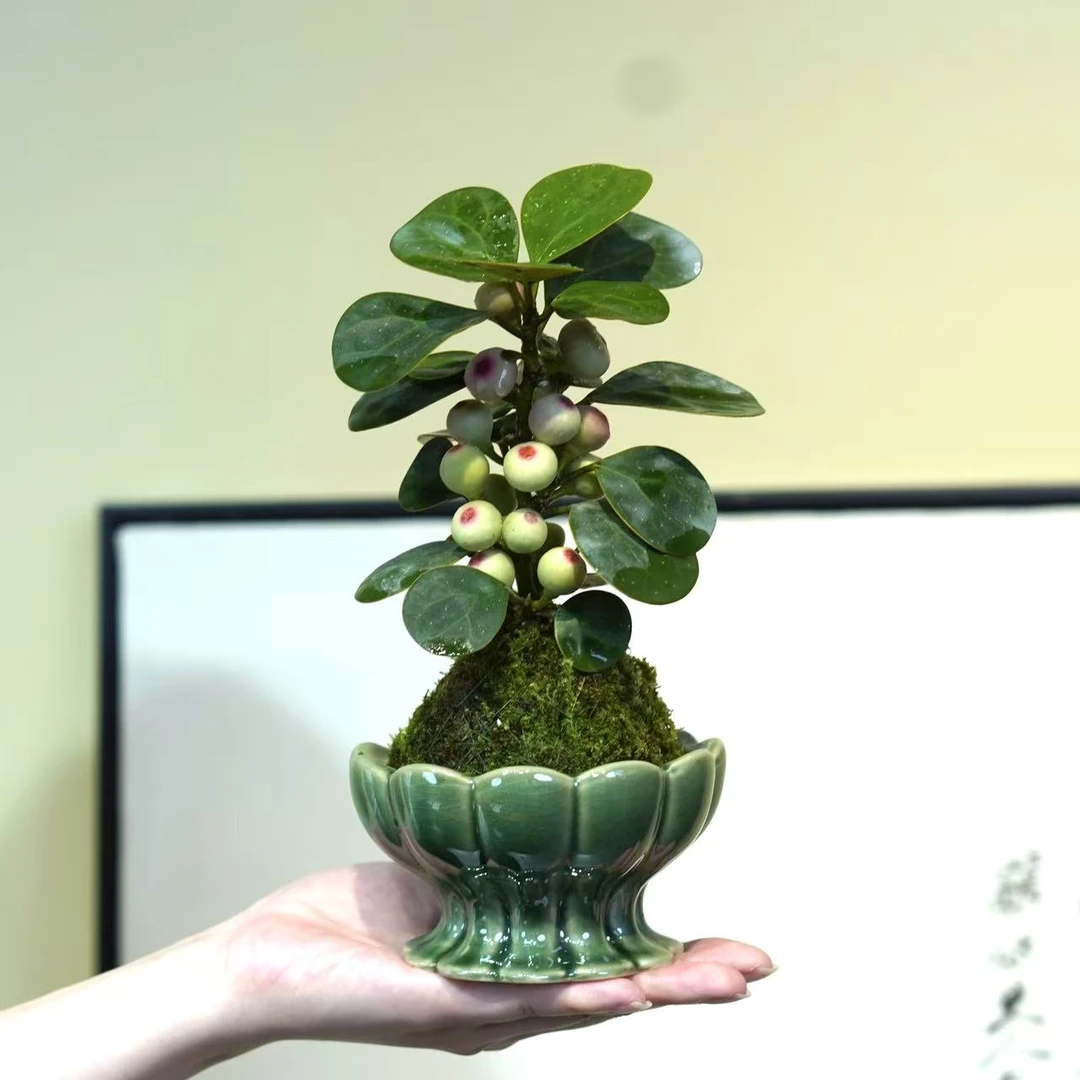 多果子菩提 禅意 国风 茶桌 面办公桌养护微盆景