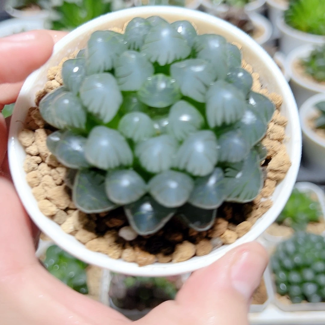 万象盆冰灯原盆原土发货
