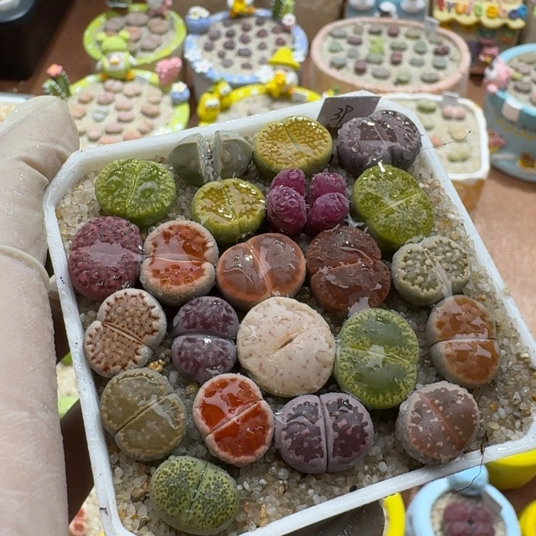 1130-082生石花彩套