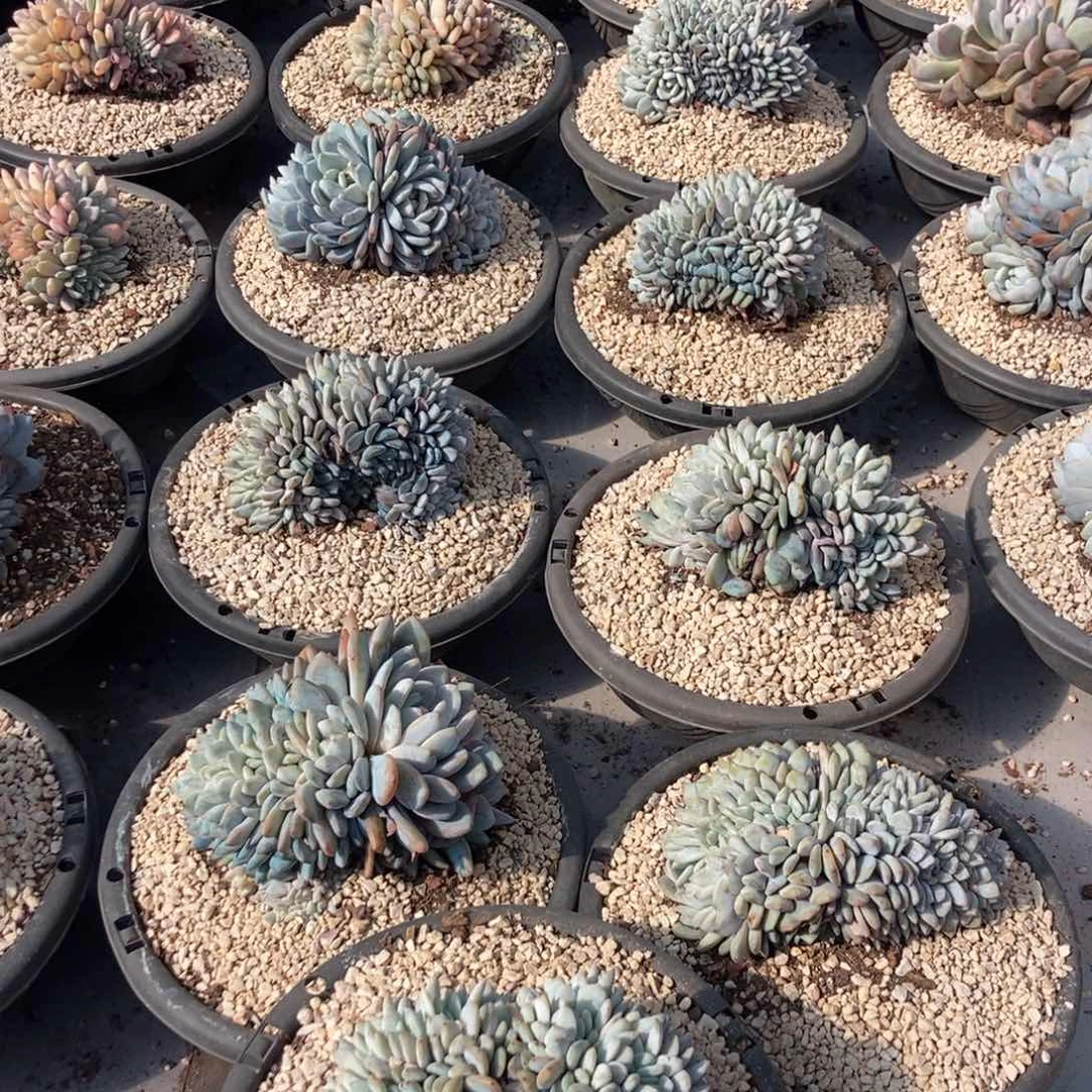 11.59星影缀化随机一颗