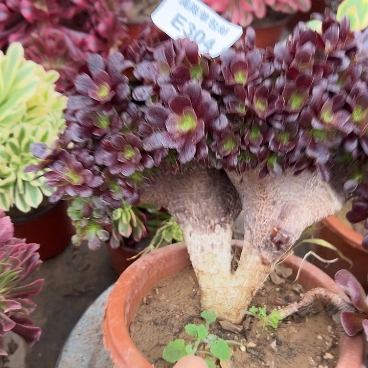 304号欧紫坠化法师多肉