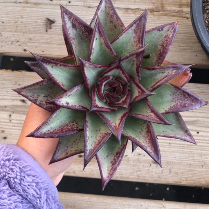 饺子皮外翻叶00000000000029