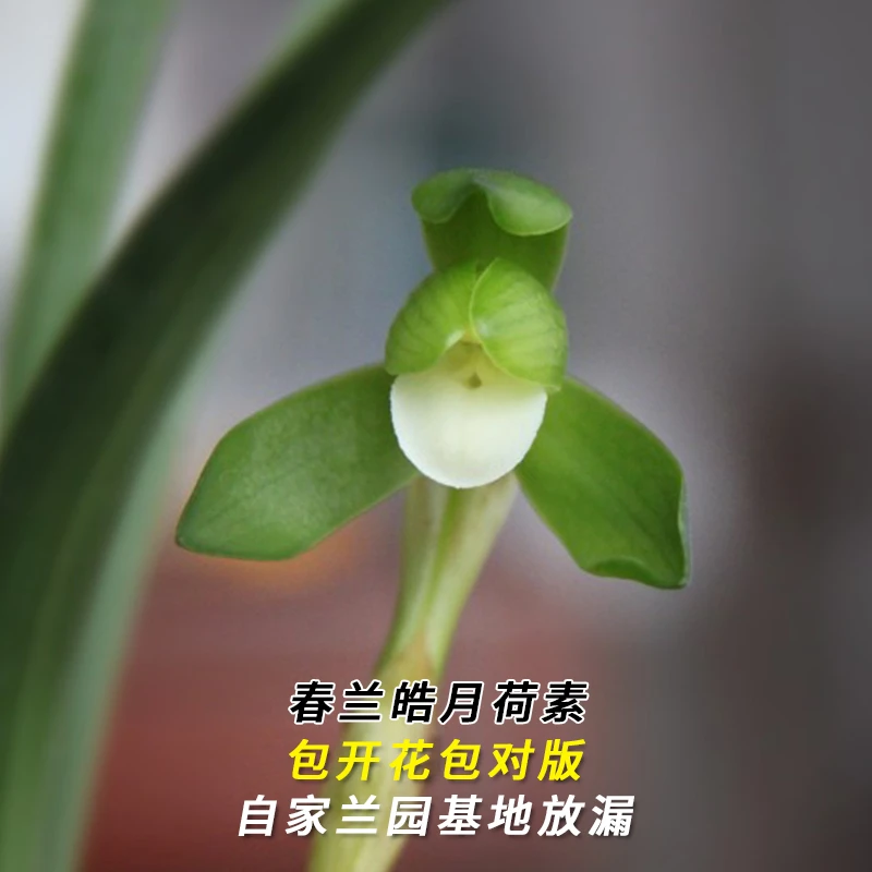春兰名品【皓月荷素】终身包对版 假一赔十放心购买 当年开花
