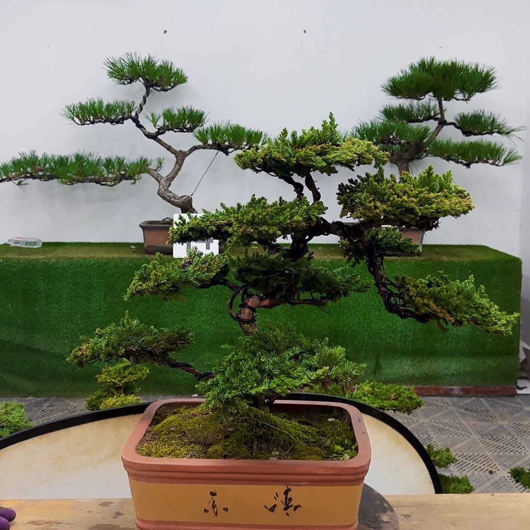 盆景盆景盆景盆景