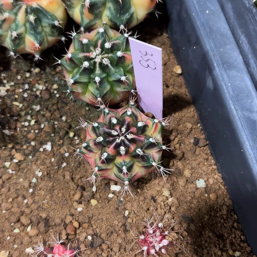 ?***✨泰国米哈353-0127