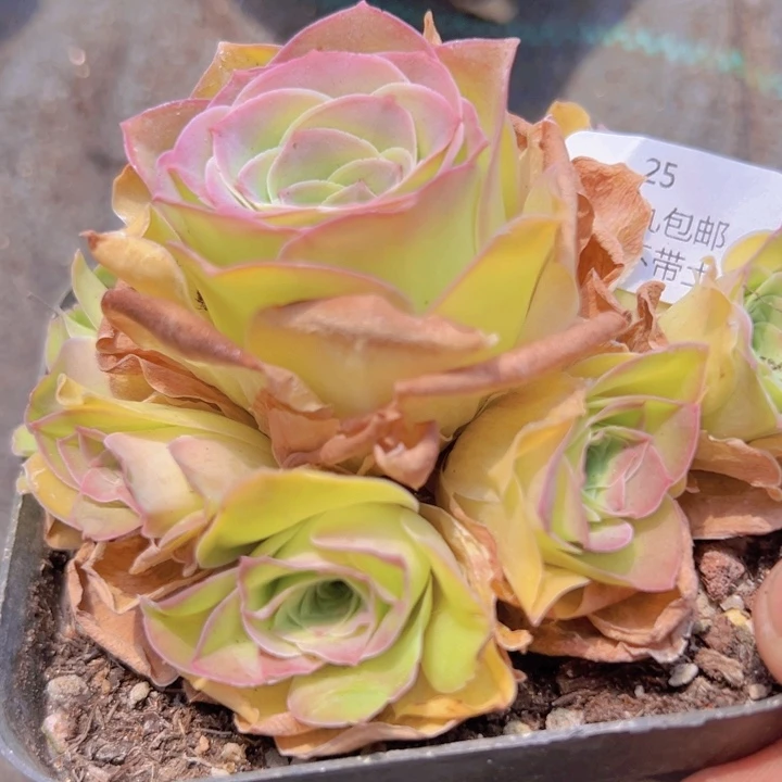 25 裸根不带土发货不包损