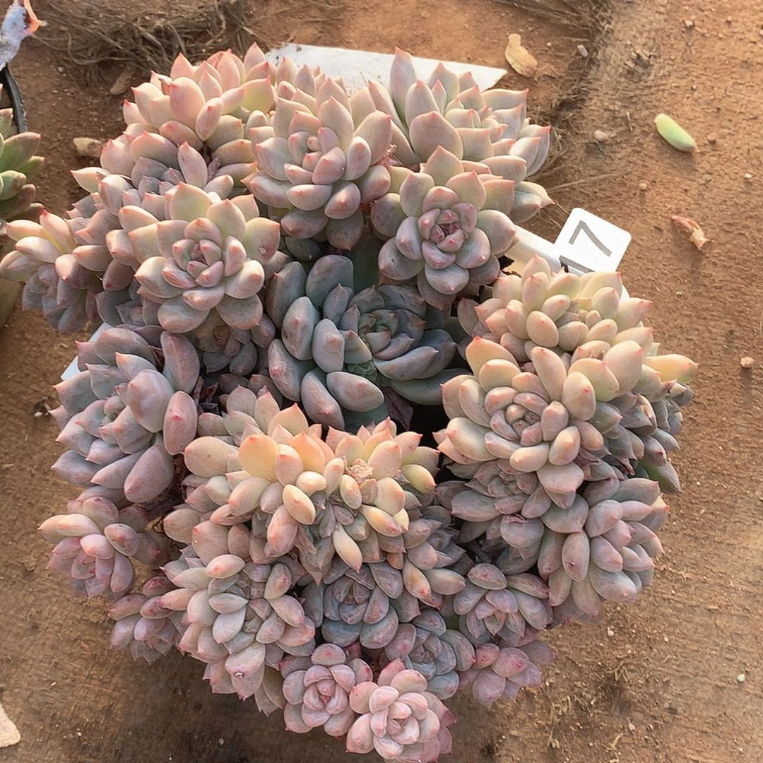 017霜花 一物一拍多肉