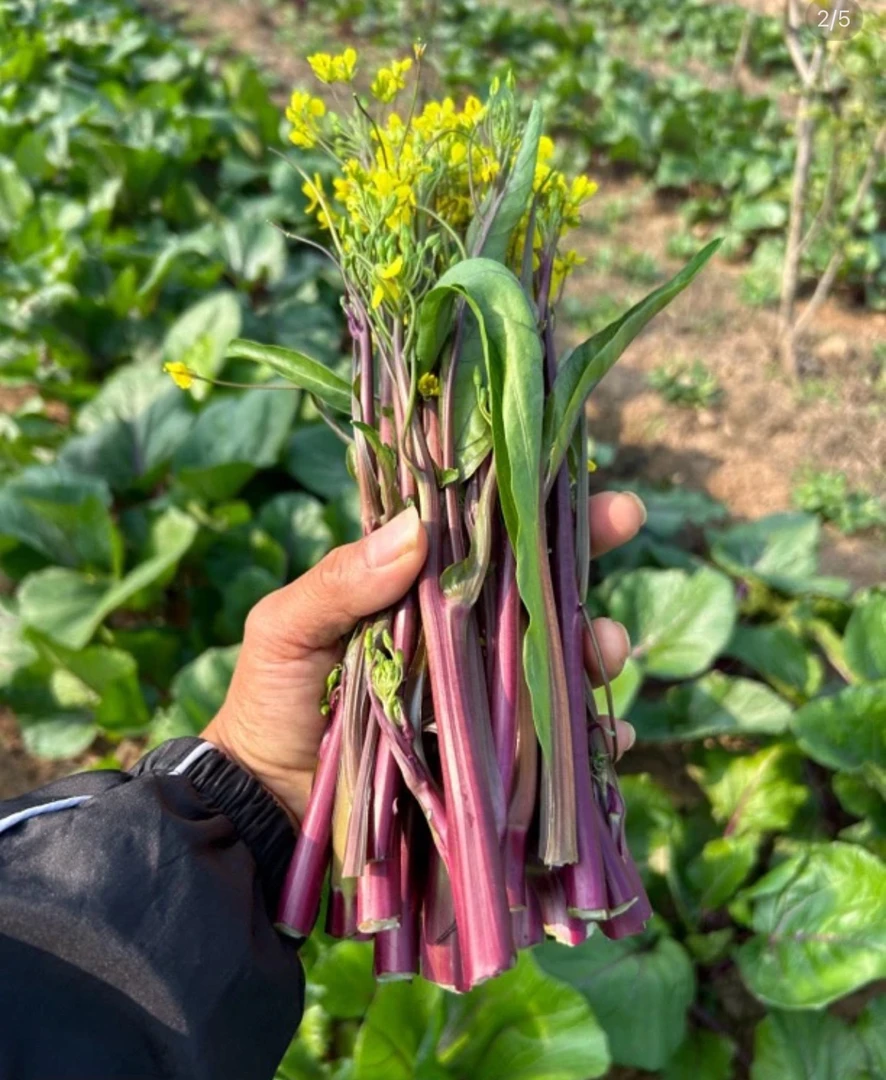 农家自种红菜苔3斤包邮