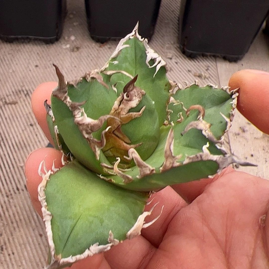 绿肌龙舌兰仁王冠