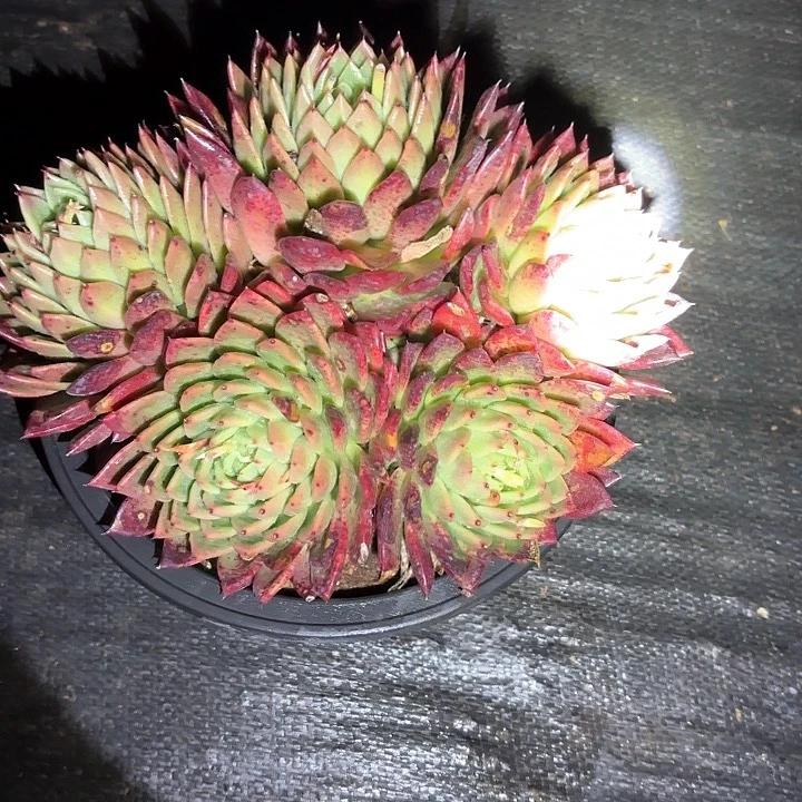 多肉植物，红枫叶
