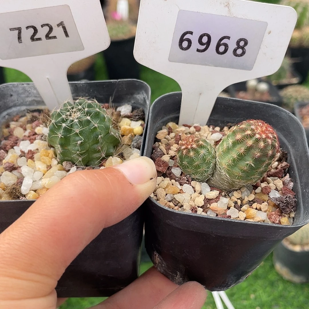 7221 和 6968 一起实生裸根发货