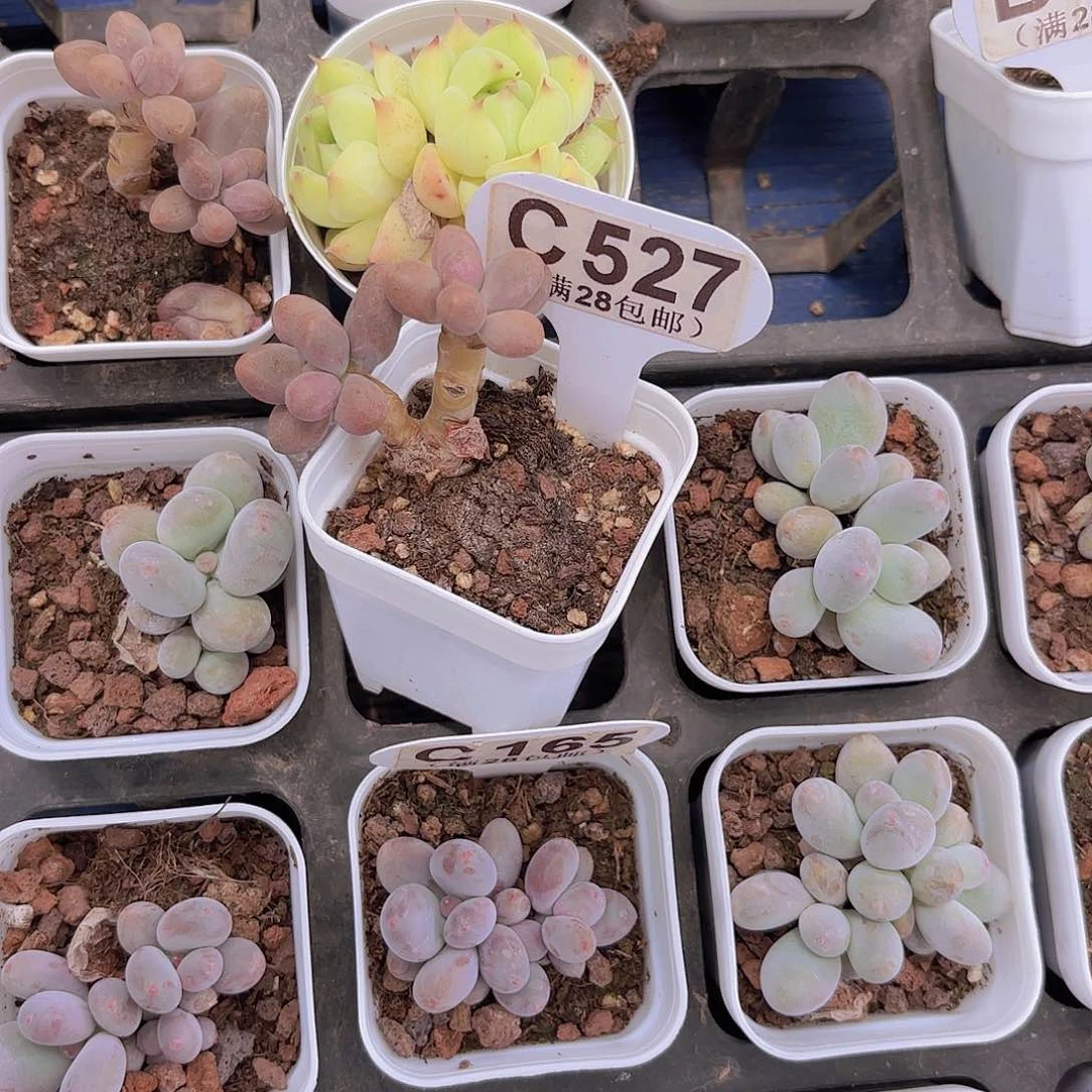 …C527糖果一物一拍