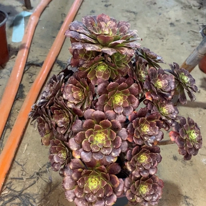 红桐多肉植物42。