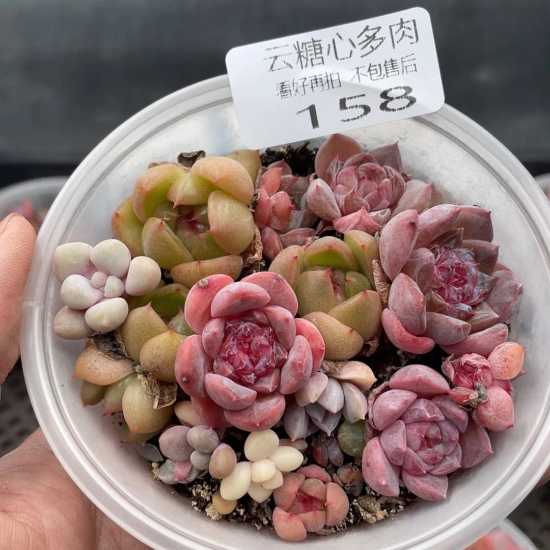 云糖心多肉植物158