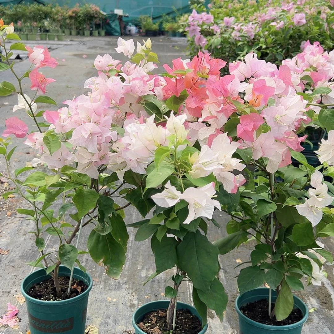 当前无花栽培后可以开花橙口红带竹一棵