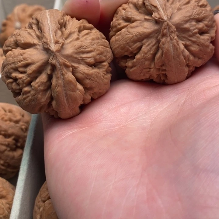 龙***浴霸王龙全品无修一刀没动