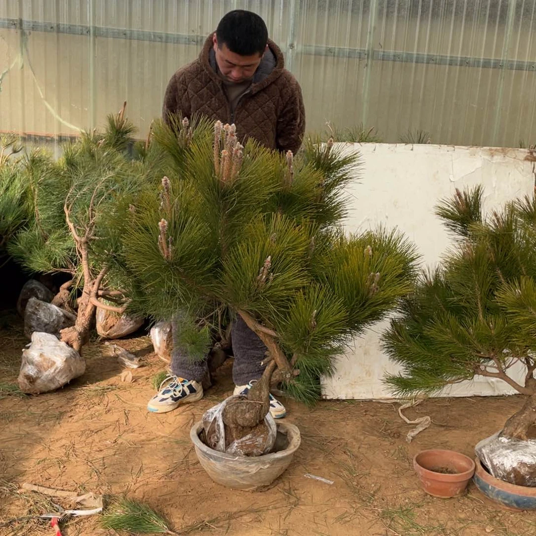 黑松是最棒之花啊我要鸥飞啊