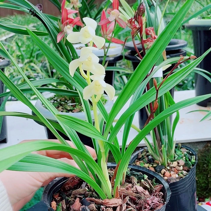 Q***.完全开放一物一漂亮