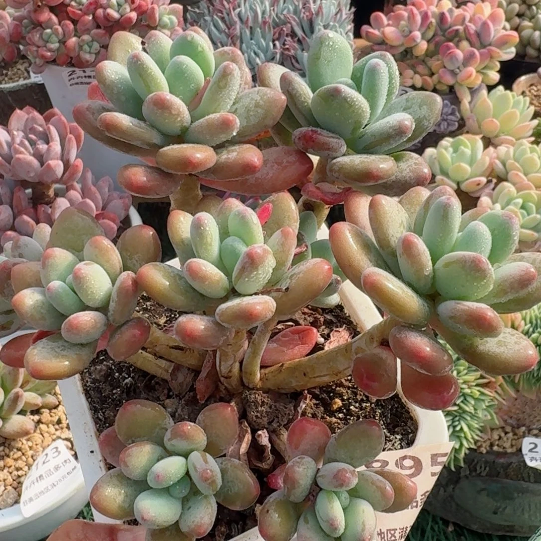 1895一物一拍（满28包邮）