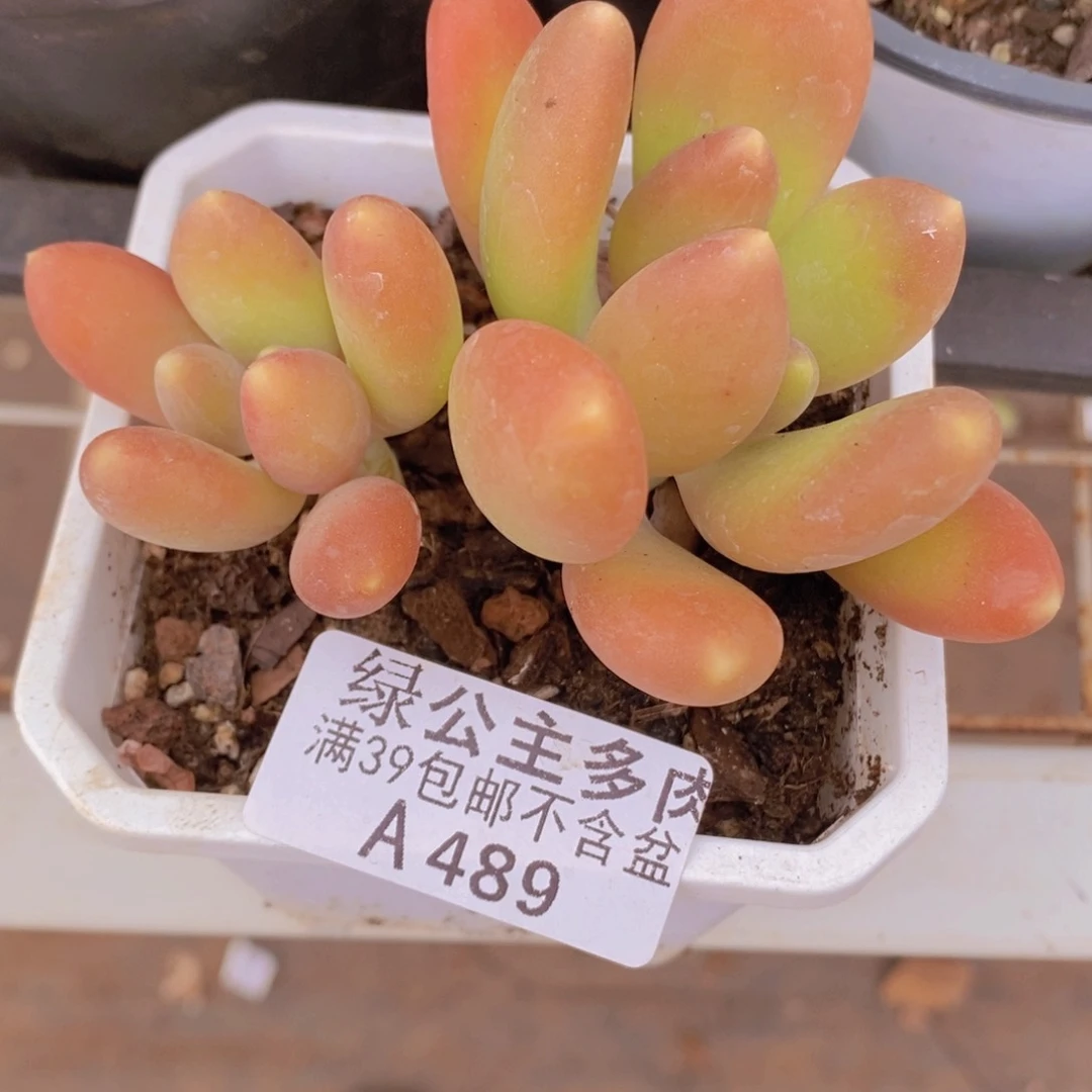 芒果奶6cm489多肉植物