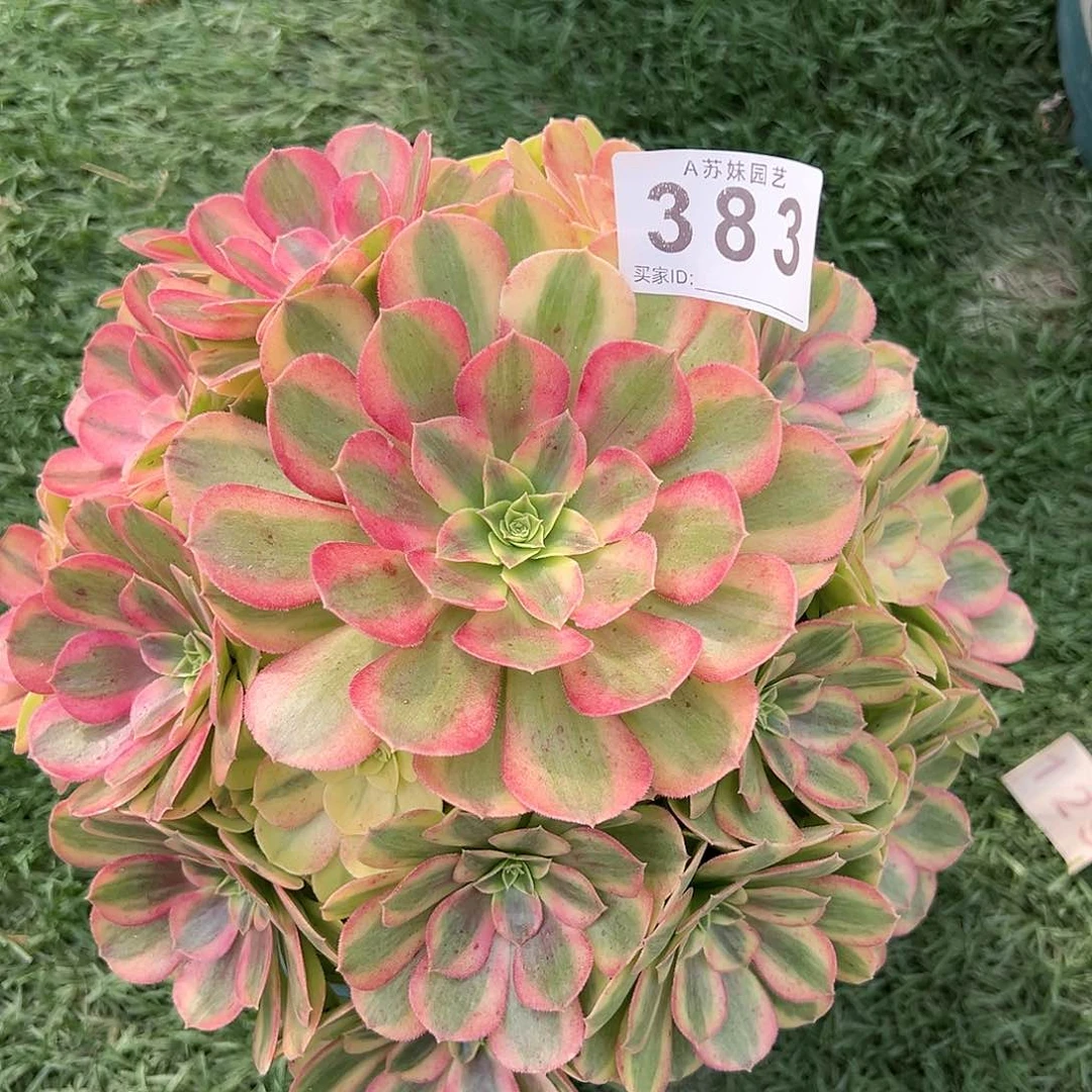 无花朵383雨荷法师法师