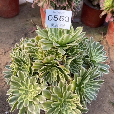碧浪多肉多肉0553