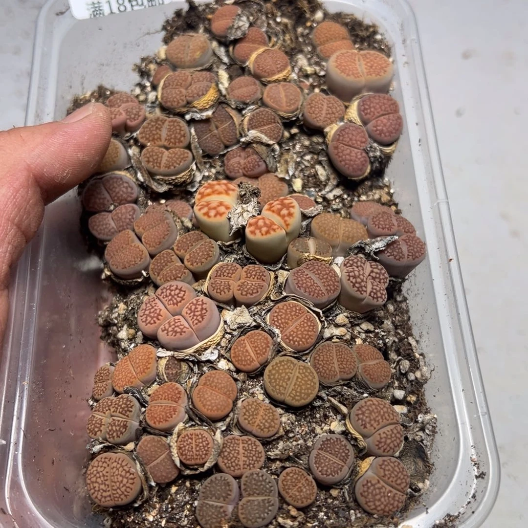 【闪购商品】 277。