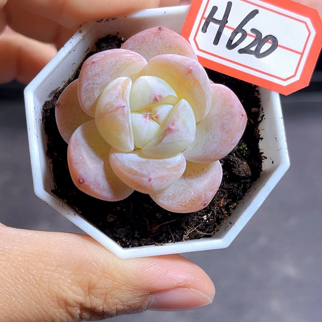 H620 牛奶糖满18包邮