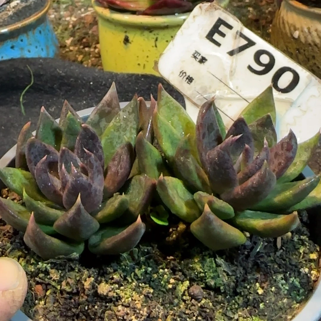 黑骑士790一物一拍包装收缩花旱