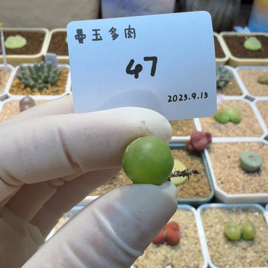 多肉多肉多肉9.15-047
