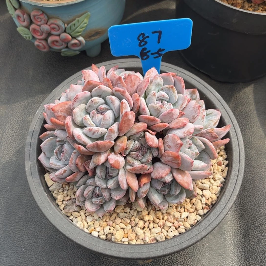 87石榴籽星颖多肉植物