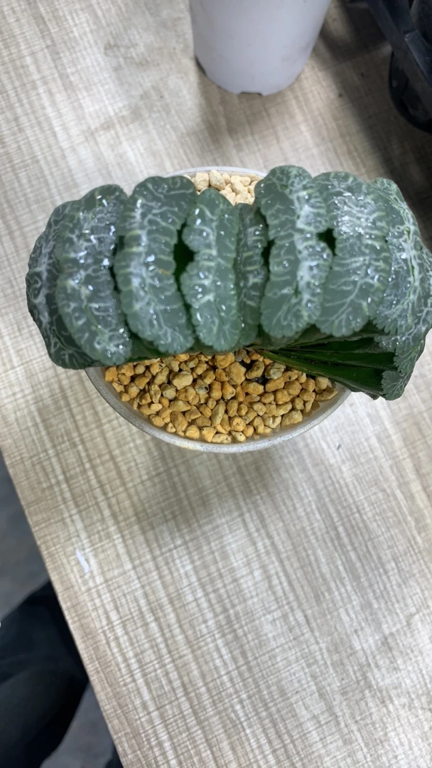 虞姬母本玉扇多肉植物【满16包邮】新手好养