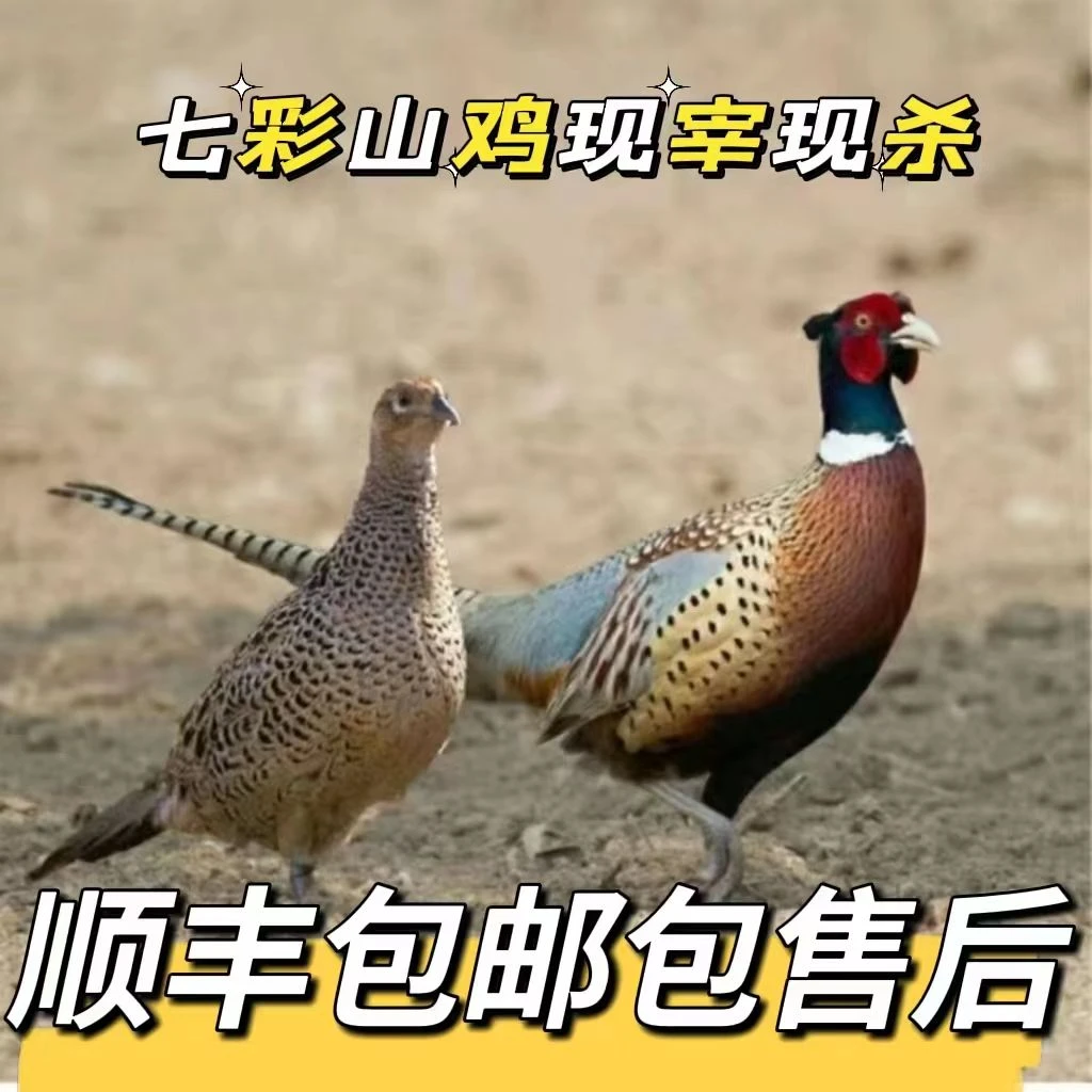 【粉丝福利】买一送一 现宰现杀七彩山鸡 顺丰冷链包邮