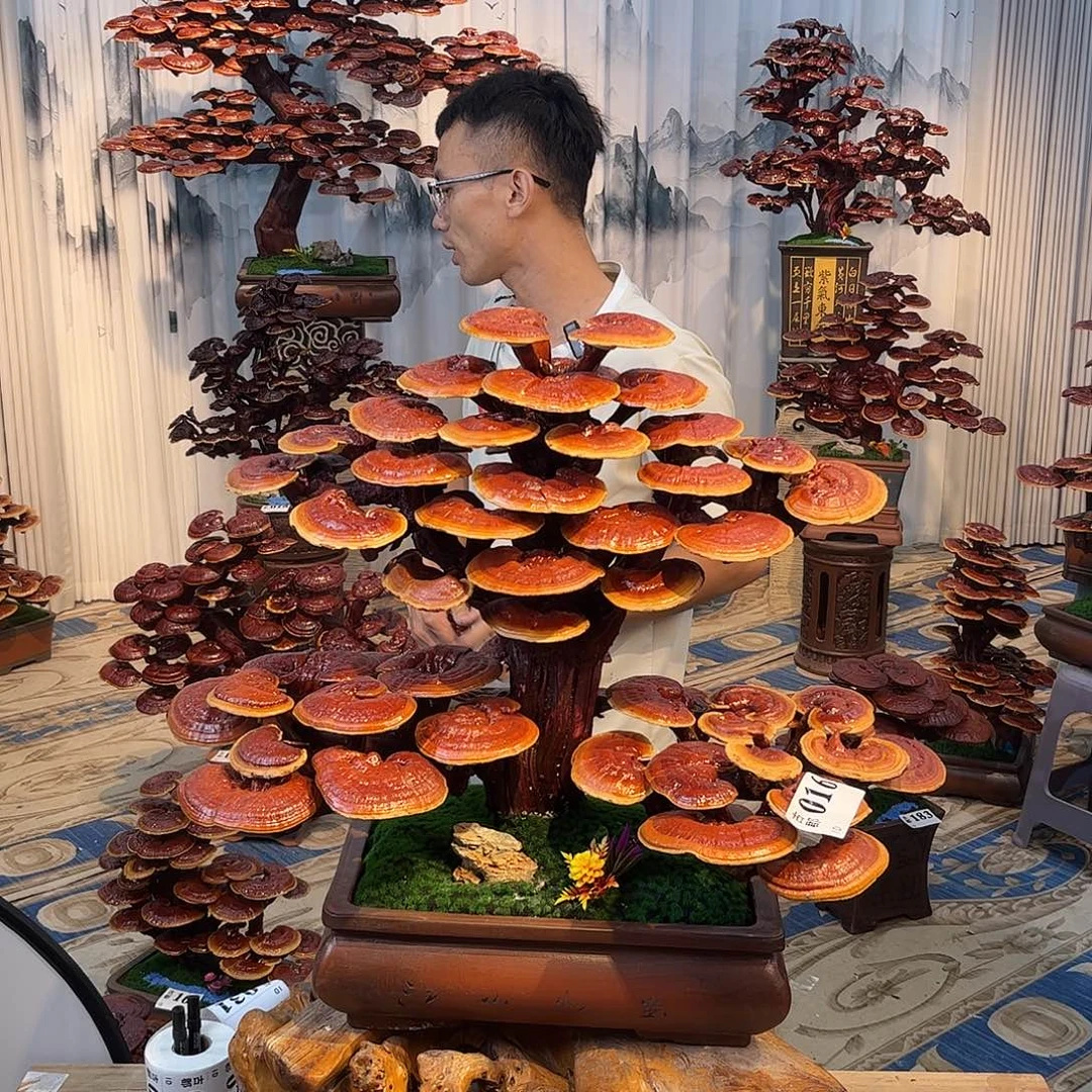 无花朵888888888888