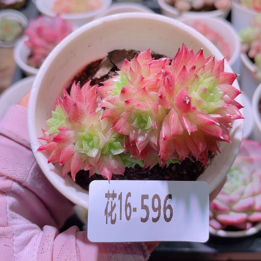 花利美16-596麦秆