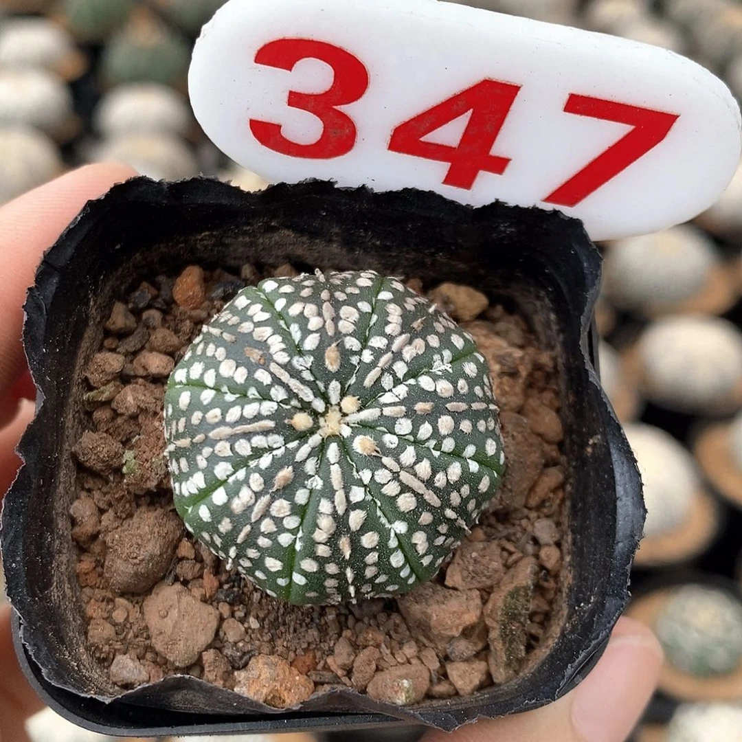 347奇迹系列福利活动