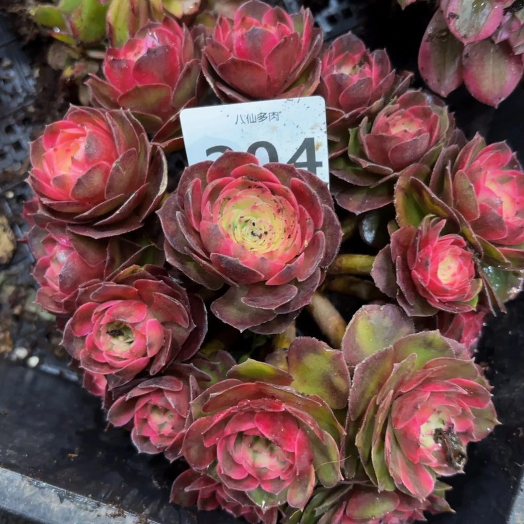 204多肉植物荔枝