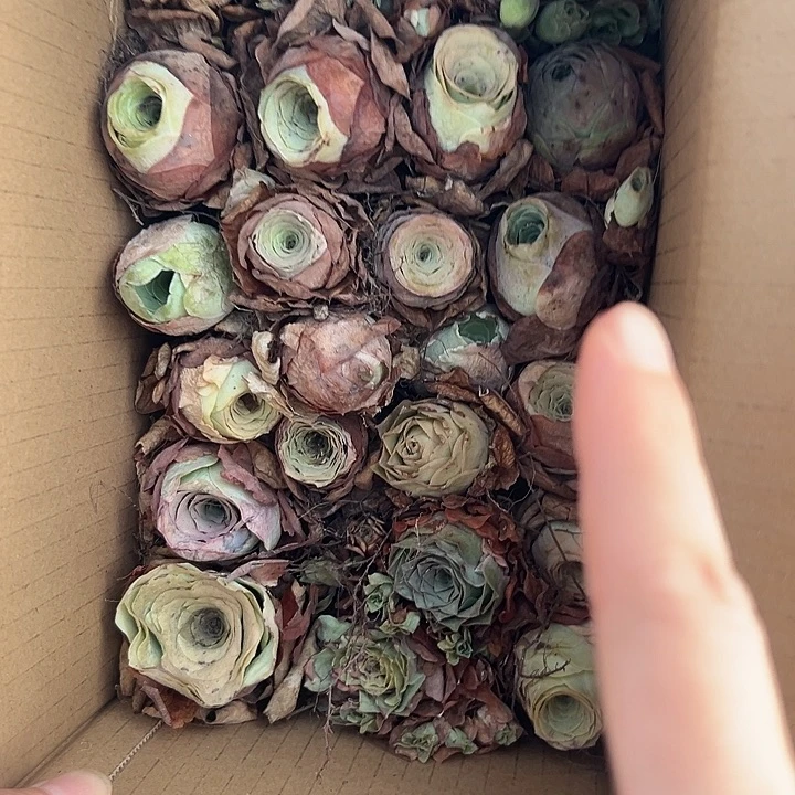 苗苗山地玫瑰瑕疵不售后29