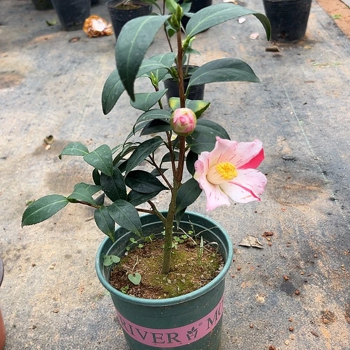 大部分花苞少量开放，燕返