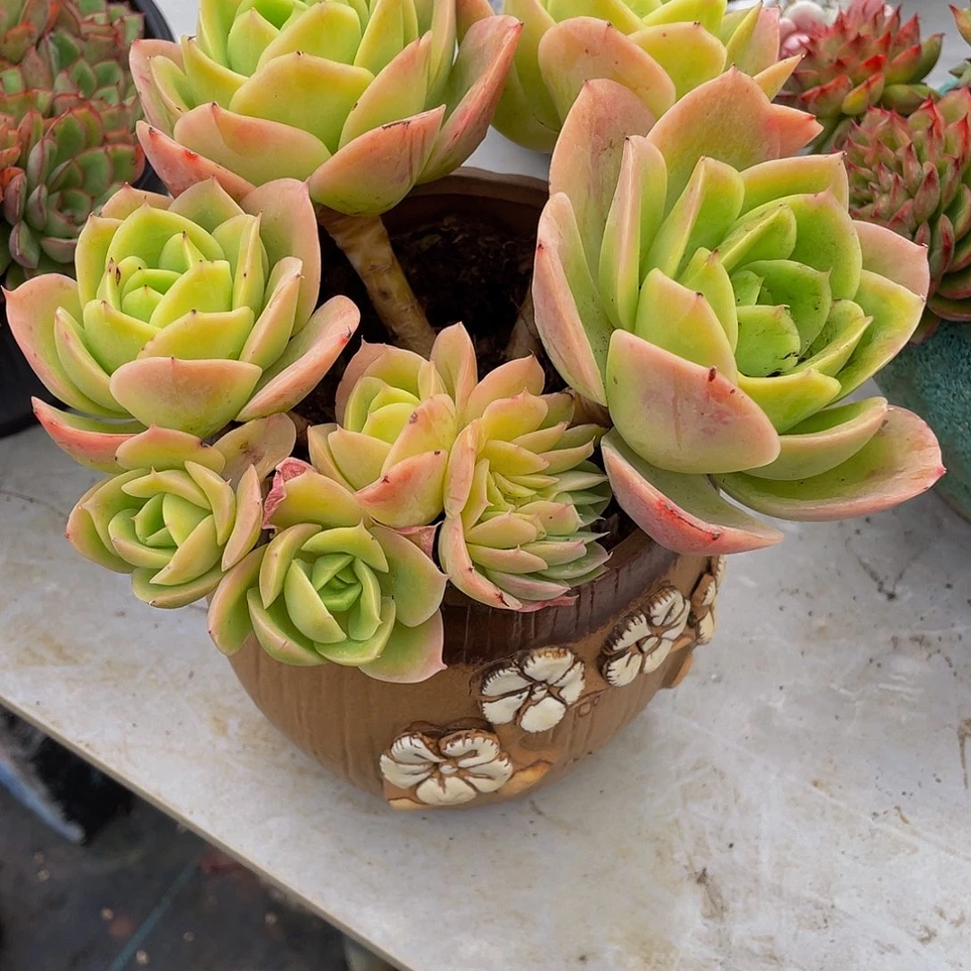 丽***6辛纳塔多肉植物群