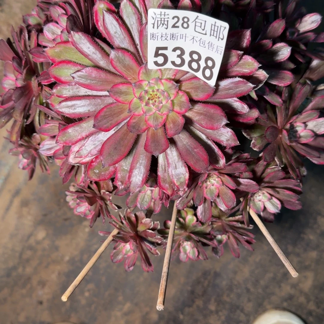 5388紫霞仙子多肉