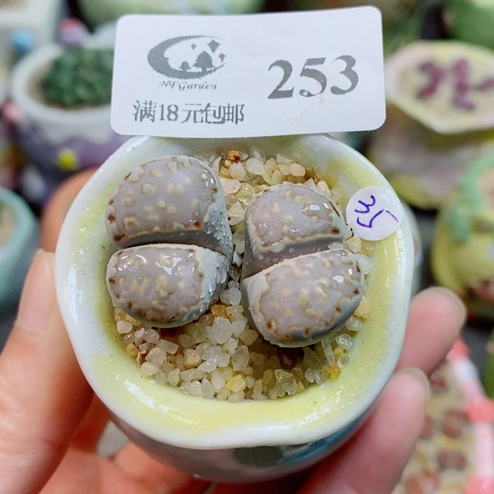 生石花花花花花花253