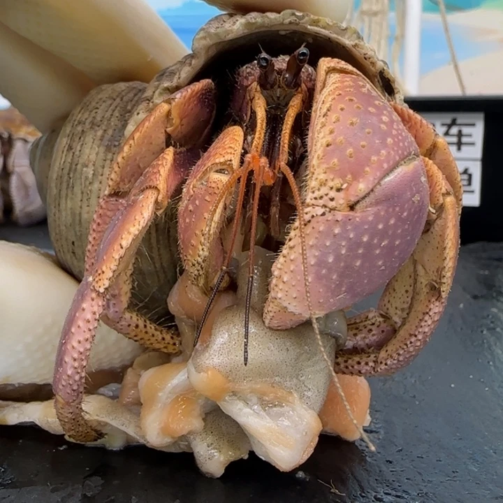 A61粉色短腕3.3cm口径