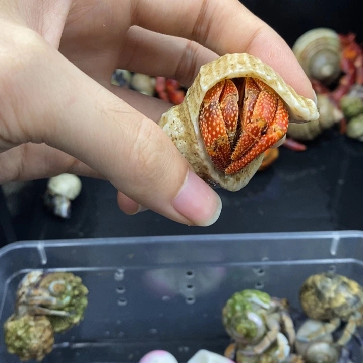 特价商品斐济草莓