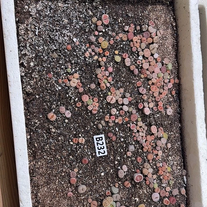 232生石花整框脱土发货不售后