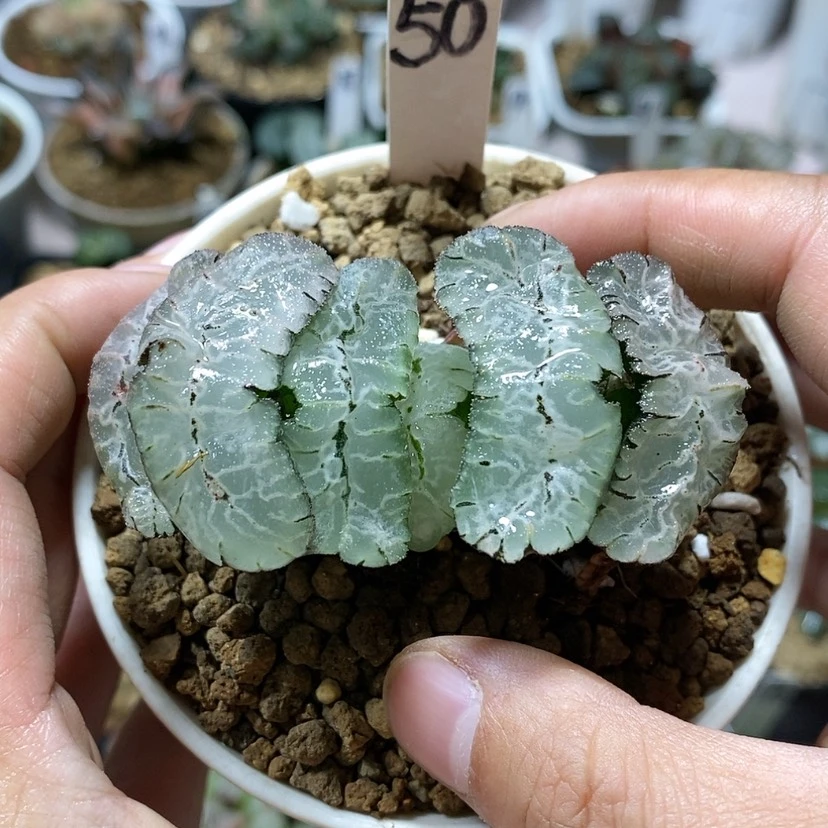 【闪购商品】50虎姬