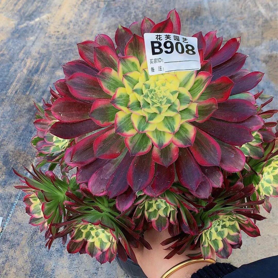 908多肉法师天和