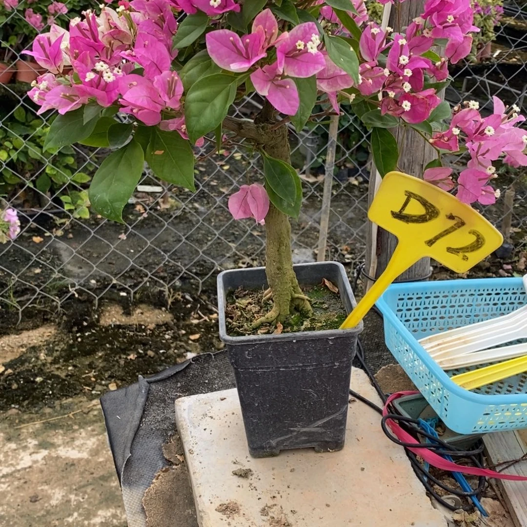 无花朵三角梅红樱D72