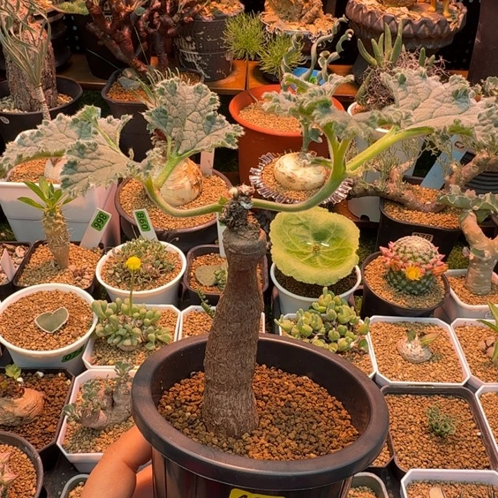 黑曼巴奇峰锦487 仙人球